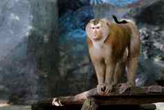 图像当短尾猿猴子自然背景野生动物动物