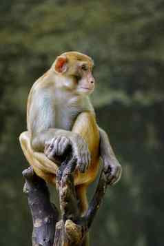 图像猴子坐着树分支野生动物动物