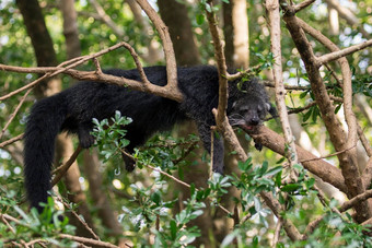 图像熊狸熊猫树自然背景野生动物