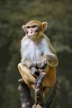 图像猴子坐着树分支野生动物动物