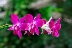 图像美丽的紫罗兰色的兰花花花园