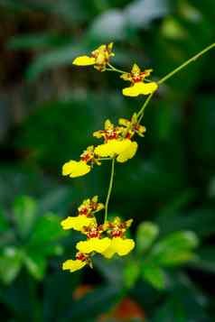 图像黄色的金蝶兰属植物兰花花花园