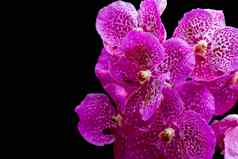 图像美丽的紫色的兰花花蝴蝶 兰黑色的背景