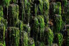 图像瀑布植物石头墙花园