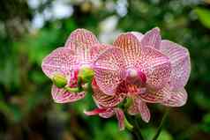 图像美丽的蝴蝶 兰兰花花花园兰花被认为是女王花