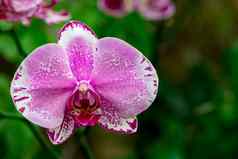 图像美丽的紫色的兰花花蝴蝶 兰花园