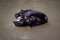 图像黑色的天鹅水野生动物动物