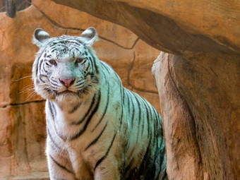 图像白色老虎自然背景野生动物