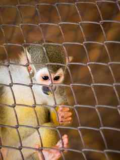 图像松鼠猴子笼子里野生动物