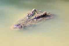 图像鳄鱼头水爬行动物动物