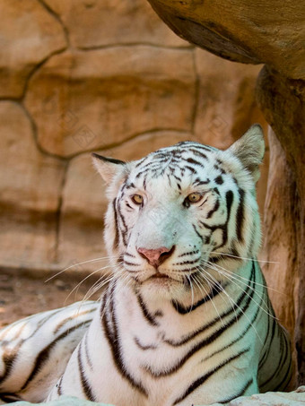 图像白色老虎自然背景野生动物