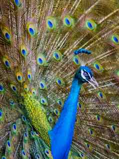 图像孔雀显示美丽的羽毛野生动物