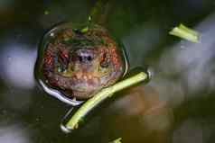 图像乌龟头Orange-headed寺庙水龟巨大的亚洲池塘乌龟爬行动物野生动物动物