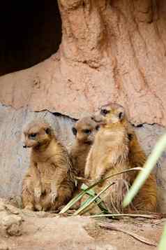 集团猫鼬suricatasuricatta自然背景野生动物动物