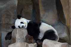 图像熊猫睡觉岩石野生动物