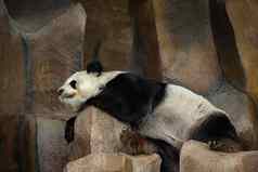 图像熊猫睡觉岩石野生动物