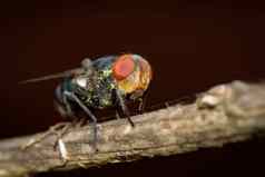 图像苍蝇双翅目棕色（的）分支昆虫动物