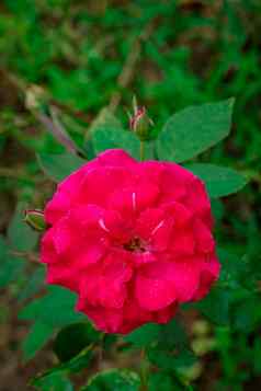 图像美丽的红色的玫瑰花园红色的花