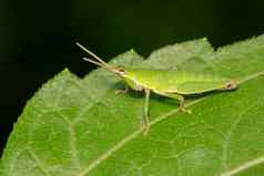 图像slant-faced俗丽的蚱蜢Acrididae绿色叶蝗虫昆虫动物