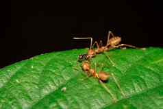 图像红色的蚂蚁叶苔藓斯马拉格迪纳绿色叶昆虫动物
