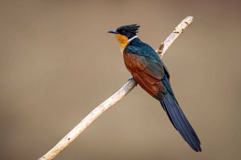 图像chestnut-winged<strong>杜鹃</strong>鸟clamatorcoromandus分支自然背景鸟动物