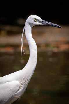 图像白鹭Egrettagarzetta食物沼泽自然背景鸟动物