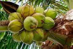 图像新鲜的椰子椰子树花园