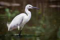 图像白鹭Egrettagarzetta食物沼泽自然背景鸟动物