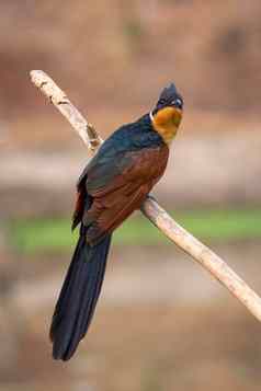 图像chestnut-winged杜鹃鸟clamatorcoromandus分支自然背景鸟动物