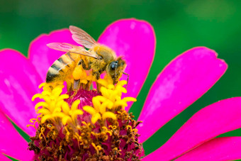 图像蜜蜂蜜蜂粉红色的花收集花蜜金蜜蜂花花粉昆虫动物
