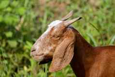 图像棕色（的）山羊绿色草地农场动物