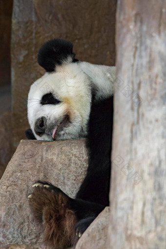 图像<strong>熊猫睡觉</strong>岩石野生动物