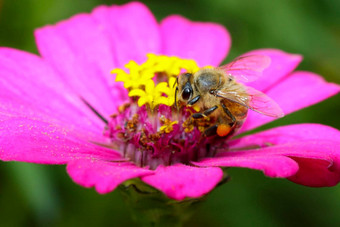 图像蜜蜂蜜蜂粉红色的花收集花蜜金蜜蜂花花粉昆虫动物