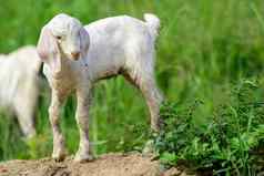 图像白色山羊绿色草地农场动物