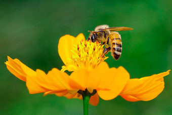 图像蜜蜂蜜蜂黄色的花收集花蜜金蜜蜂花花粉昆虫动物