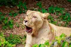 图像女狮子自然背景野生动物动物