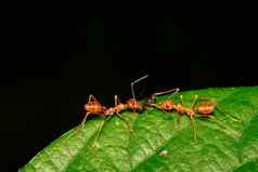 图像红色的蚂蚁叶苔藓斯马拉格迪纳绿色叶昆虫动物