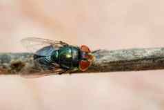 图像苍蝇双翅目棕色（的）分支昆虫动物