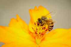 图像蜜蜂蜜蜂黄色的花收集花蜜金蜜蜂花花粉昆虫动物