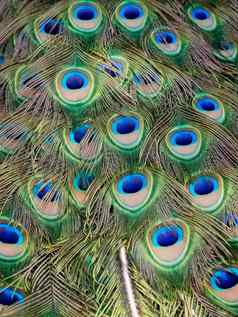 图像孔雀羽毛野生动物