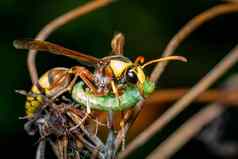 图像纸黄蜂吃蠕虫受害者自然背景昆虫动物