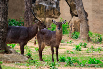 图像常见的非洲大羚羊科布斯省略号草野生动物动物
