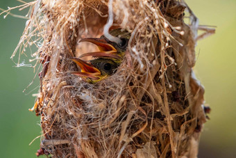 图像婴儿鸟等待妈妈。饲料鸟的巢自然背景鸟动物