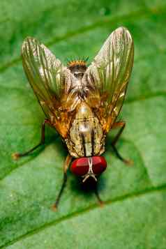图像苍蝇双翅目绿色叶子昆虫动物