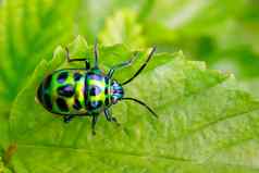 图像绿色瓢虫绿色叶白色背景昆虫动物