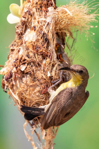 图像紫色的<strong>太阳鸟</strong>女喂养婴儿鸟鸟的巢自然背景辛尼里斯亚洲鸟动物