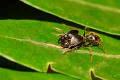 图像菲多尔住driversus蚂蚁菲多尔叶昆虫动物