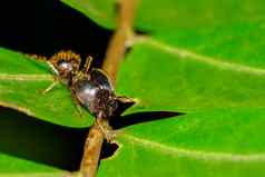 图像菲多尔住driversus蚂蚁菲多尔叶昆虫动物