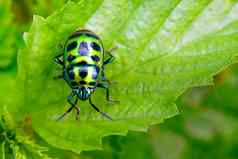 图像绿色瓢虫绿色叶白色背景昆虫动物