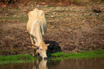 图像牛喝水沼泽自然背景农场动物